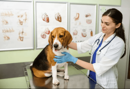 Clinical Guide to Companion Animal Parasite Identification