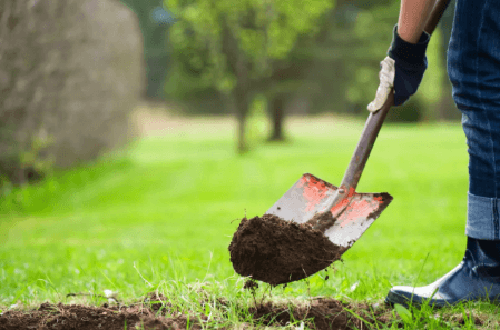 How to choose trees for your garden and where to plant them?